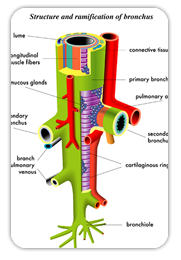 Symptoms of Bronchitis